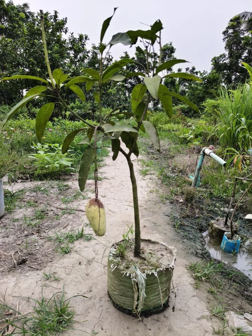 বারোমাসি কাটিমন ও ব্যানানা চারা | Katimon sapling
